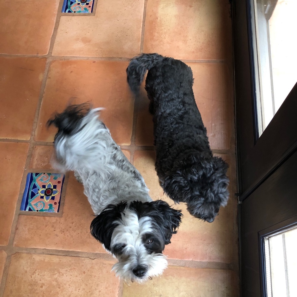 Meet your Posher, Pippa